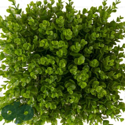 گرین وال (دیوار سبز)شمشاد 100 25 در 25 سانتی متر